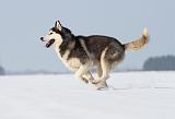 SIBERIAN HUSKY 211